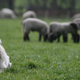 Illustration for article titled New Theory Explains Why Europe's Original Dogs Vanished